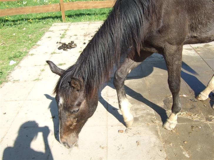 Dansk Varmblod Corento <3 R.I.P. <3 billede 7