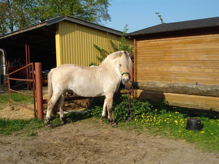 Fjordhest Buster  billede 10