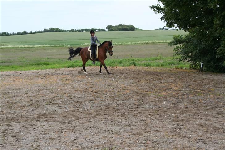 Anden særlig race Miss Malou - solgt - galop billede 8