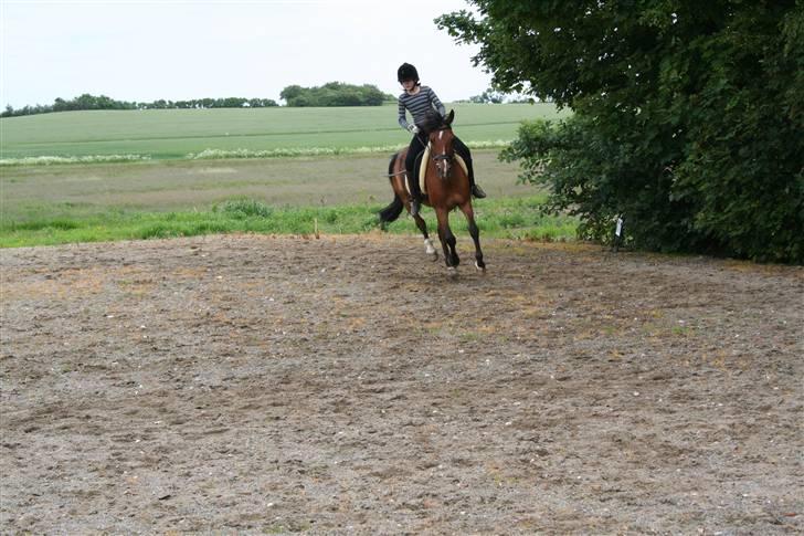 Anden særlig race Miss Malou - solgt - mere galop billede 9