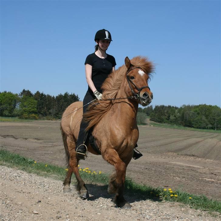 Islænder Sleipnir fra eskildsminde - I tølt en sommer dag 2007 billede 5