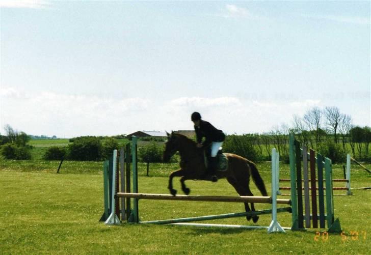 DSP Englykkes Ginger - søde min<3 første springstævne efter ulykken :) billede 18