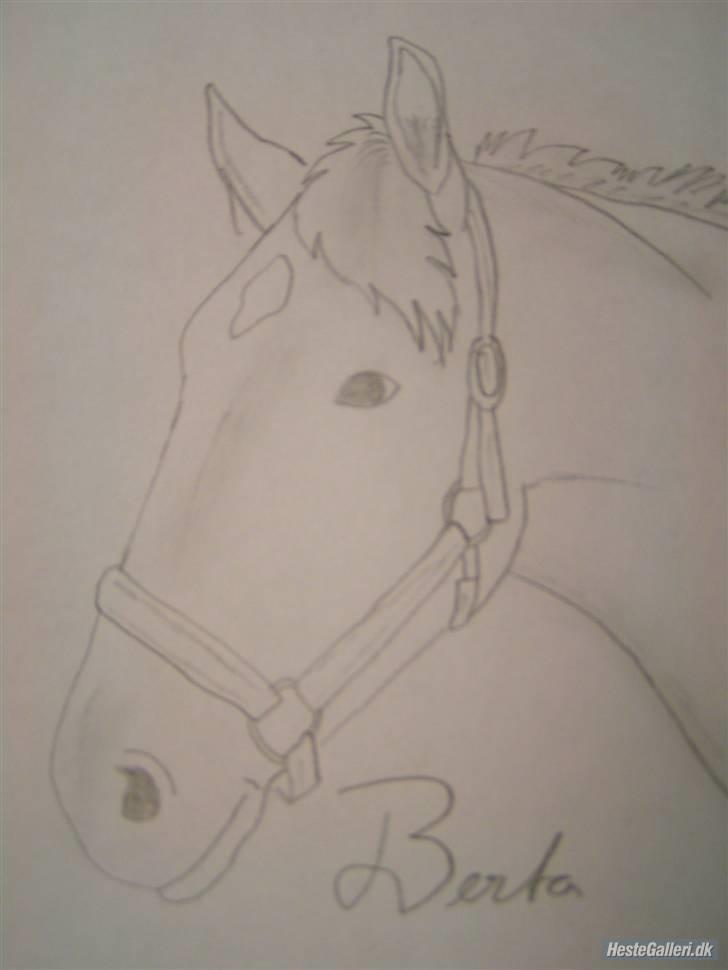 Welsh Cob (sec D) Berta  - Tegning af Berta (: billede 2