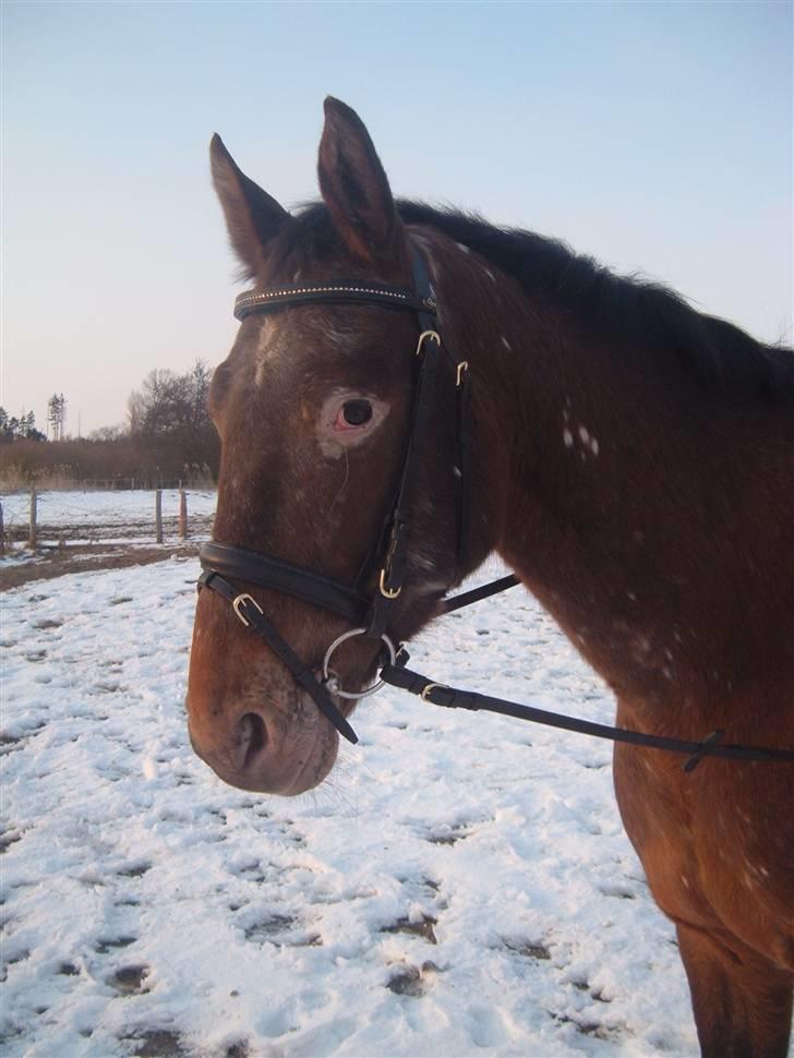 Traver Pixie Harvester R.I.P billede 8