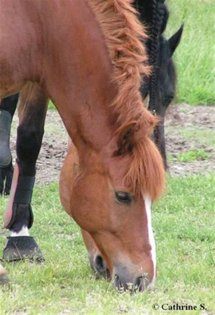 Anden særlig race Sukema - Solgt - paa fold dagen aefter staevne - derfor haaret billede 20