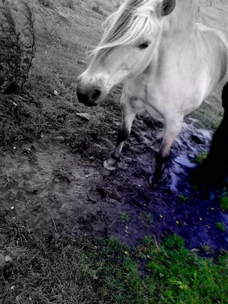 Fjordhest kira .. RIP - lidt gammelt billede. foldbillede (: billede 5