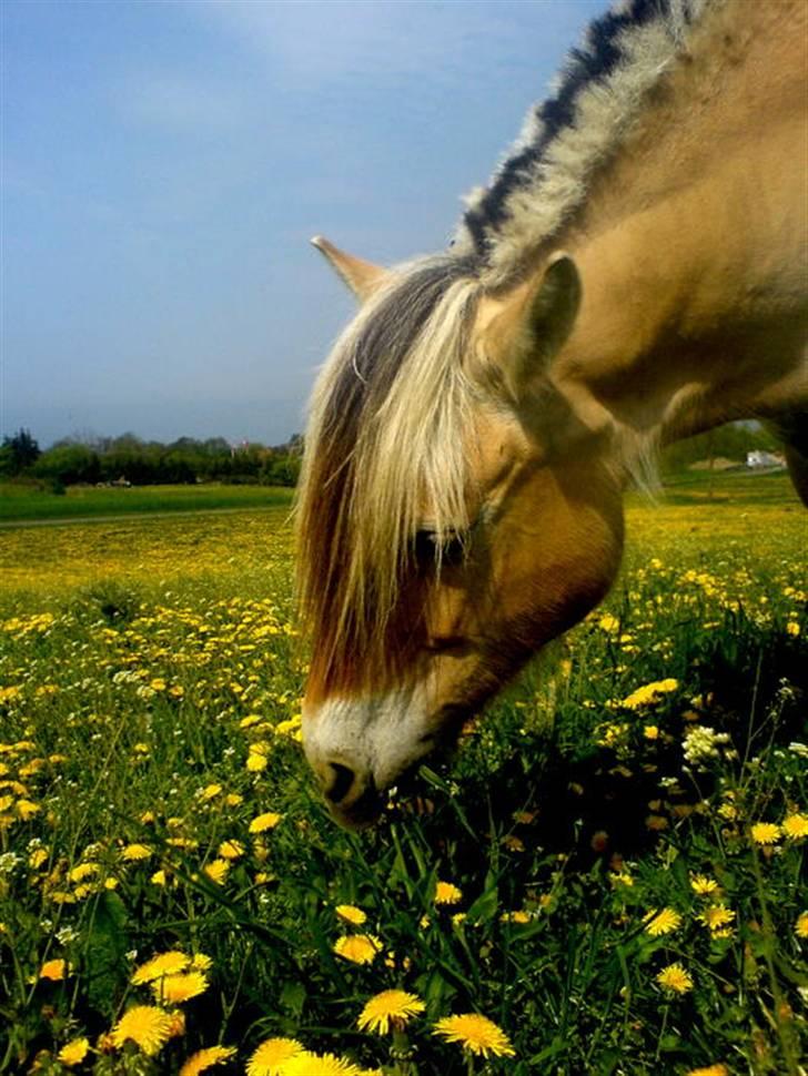 Fjordhest kira .. RIP - en mark, fyldt med græs. heldige pony :-* billede 6
