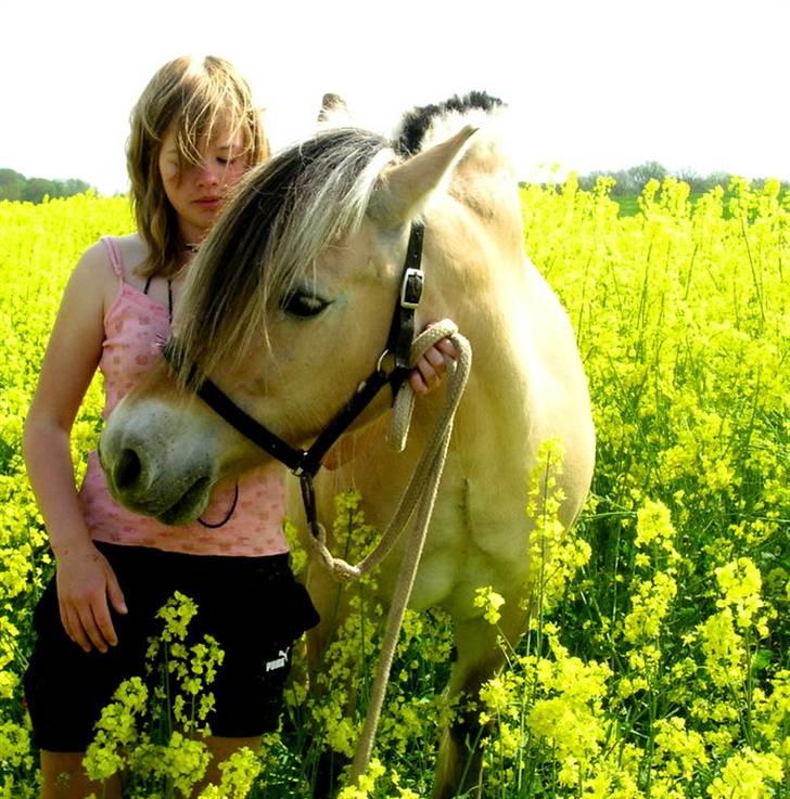 Fjordhest kira .. RIP - jeg elsker dig overalt på jorden :D<3 billede 10