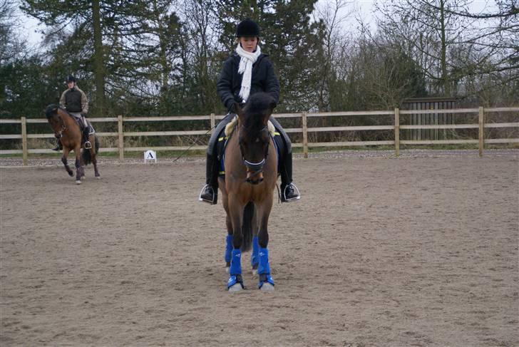 New Forest Roløkke Amadeus (lånt ud) - en parade  billede 4