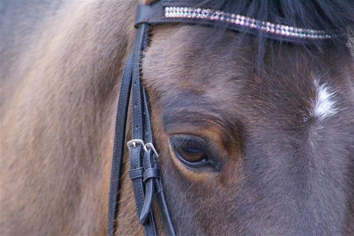 New Forest Roløkke Amadeus (lånt ud) - efter en hård ridetur´ han er lidt træt. (: med SD pande bånd , RIGTIG FIN FIN <3 billede 6
