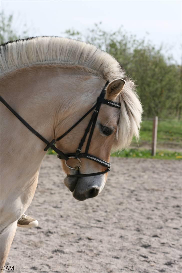 Fjordhest Lille lindholt sesigle billede 9