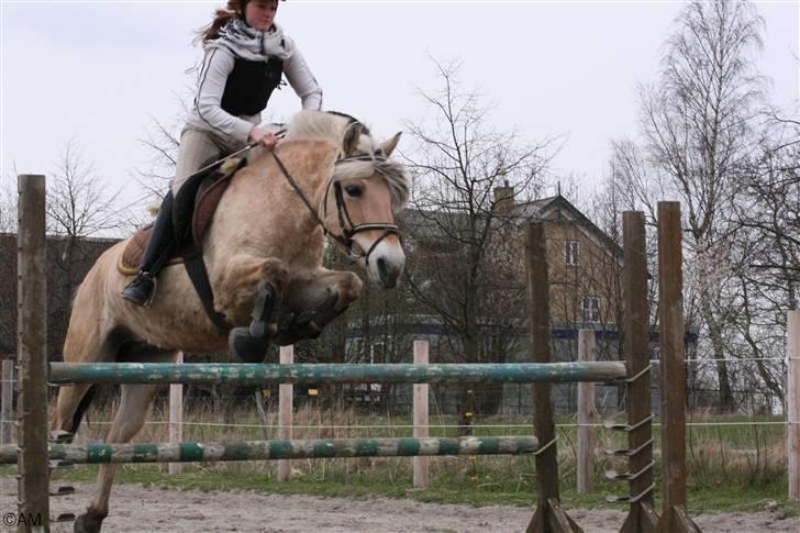 Fjordhest Lille lindholt sesigle - Oxer 95 cm billede 12