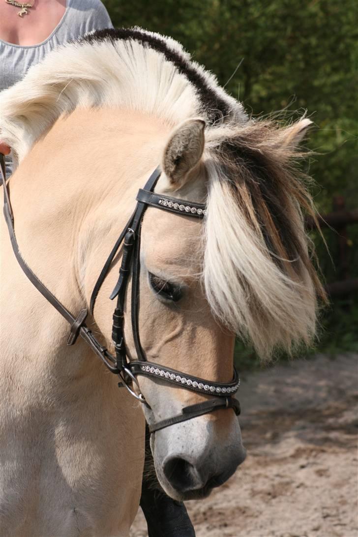 Fjordhest Lille lindholt sesigle billede 13