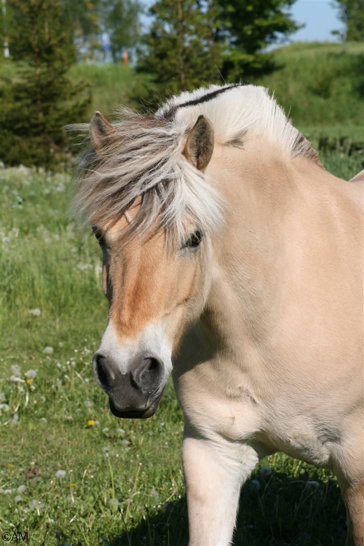 Fjordhest Emil(kashmir) billede 1