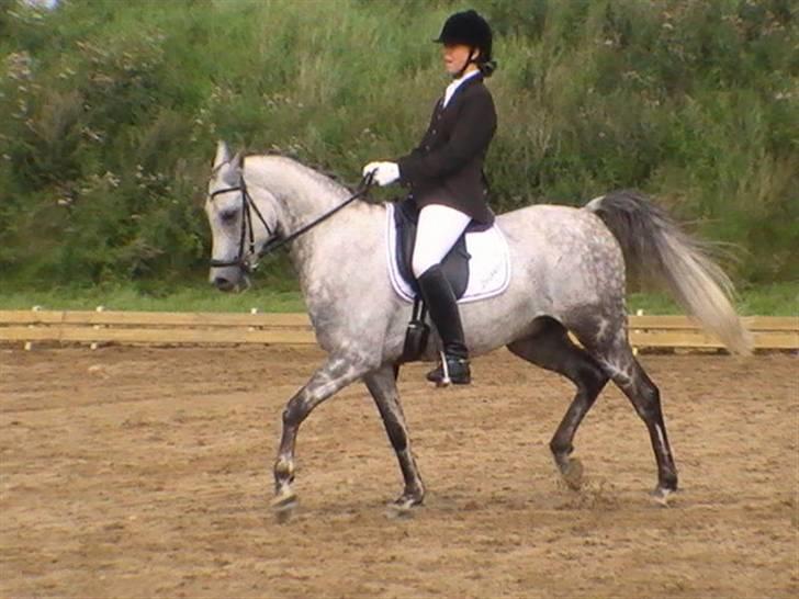 Arabisk fuldblod (OX) C.A ibn Lashkar ox - i guldager. la3 - i trav <333 billede 6