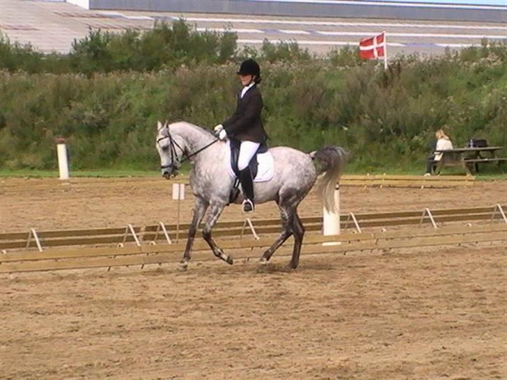 Arabisk fuldblod (OX) C.A ibn Lashkar ox - i guldager. la3 - galop  billede 7