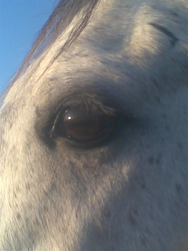 Arabisk fuldblod (OX) C.A ibn Lashkar ox - min øjesten, du bestyder alt <33 billede 10