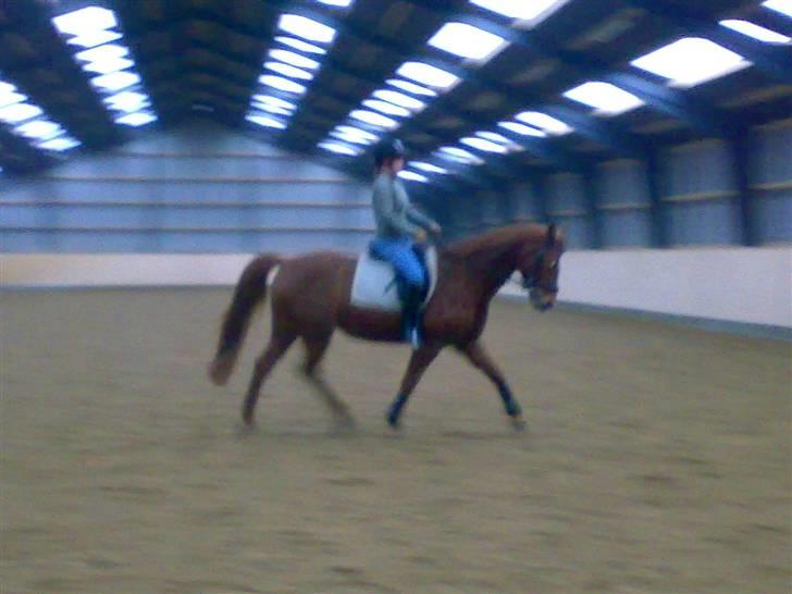 Dansk Varmblod Lady Lucky - Undskyld kvaliteten det er tage med mobil. Taget den 26/12-07 Fotograf: Sofie K billede 15