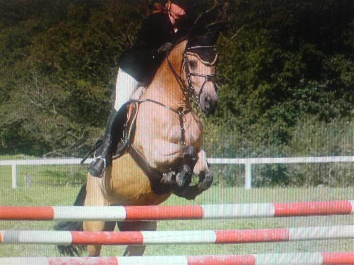 Anden særlig race * Stjerne * - stjerne i mb billede 7