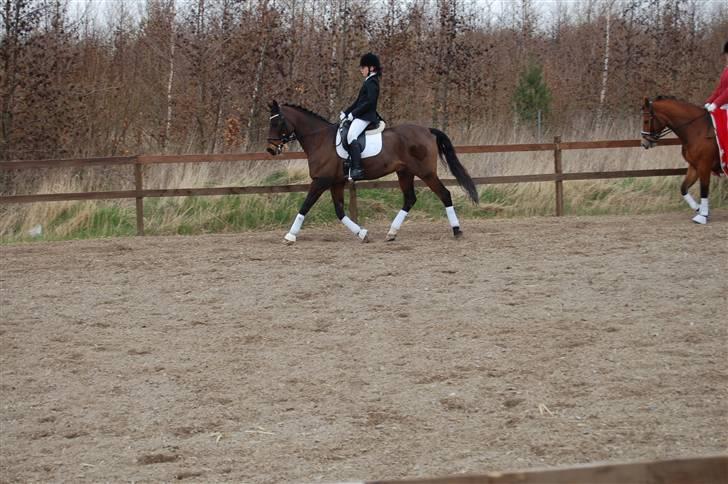 Hollandsk Sportspony Boris - Stævne på vestsjællands rideklub.  billede 2