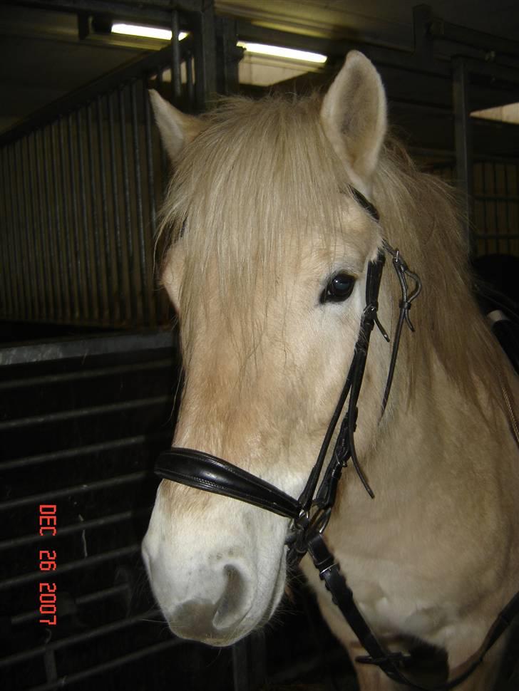 Fjordhest Valde  ***DØD*** - Valde drengen i stalden billede 8