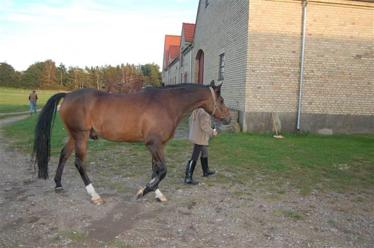 Hollandsk Sportspony Boris - Tilbage fra fold .  billede 5