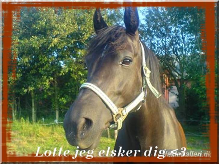 New Forest Lotte billede 17