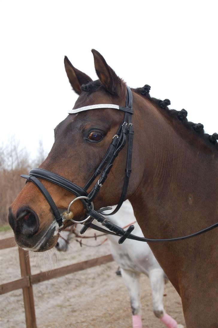 Hollandsk Sportspony Boris - stævne på vestsjællands rideklub. billede 8