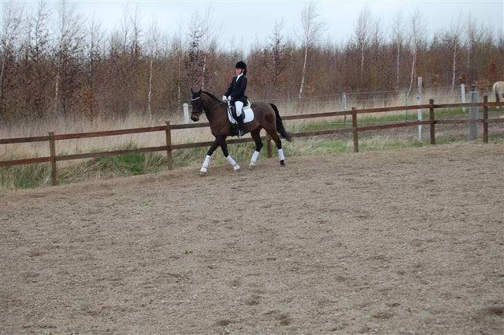 Hollandsk Sportspony Boris - stævne på vestsjællands rideklub. billede 11