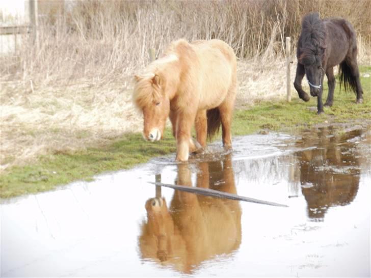 Islænder Sleipnir fra eskildsminde - Skal hen hvor græsset gror billede 4