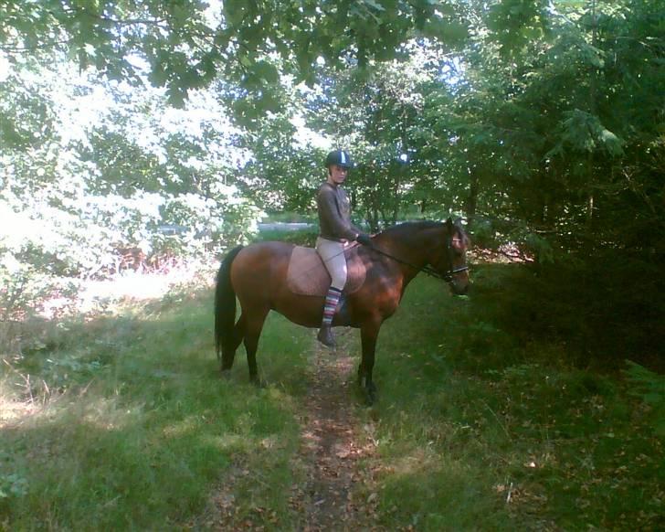 New Forest Brune (Pensioneret)  - 5. På en lille skridttur hvor vi lige var modeller :-) billede 5