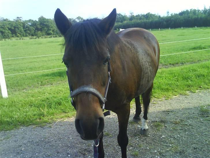 New Forest Brune (Pensioneret)  - 6. Du vil sq altid være i mit hjerte, skath <´3 billede 6