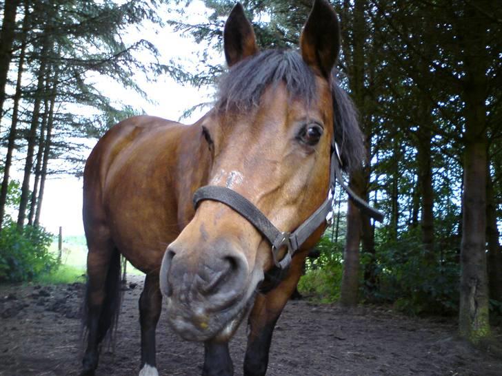 New Forest Brune (Pensioneret)  - 7.*NYT* Mmmh den sliksten smager sq godt :D - Men jeg ska´ oss lii´ holde øje med alt muligt andet samtid ..  billede 7