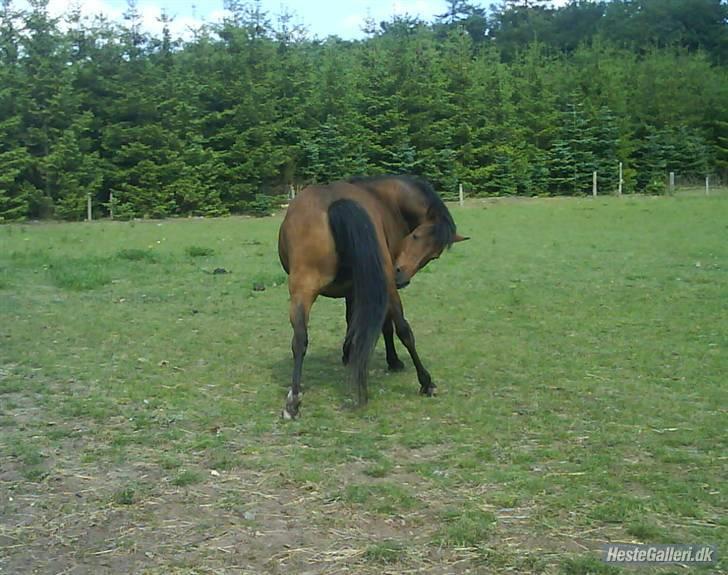 New Forest Brune (Pensioneret)  - 8. Det klør sq på mit ben  billede 8