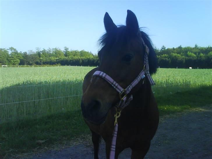 New Forest Brune (Pensioneret)  - 11. Hingstemand kalder billede 11