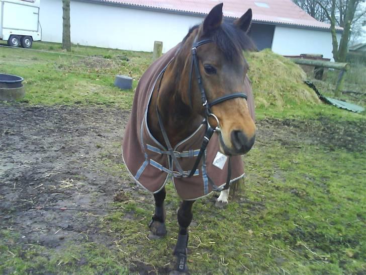 New Forest Brune (Pensioneret)  - 12. På vej ud at ride<´3 billede 12