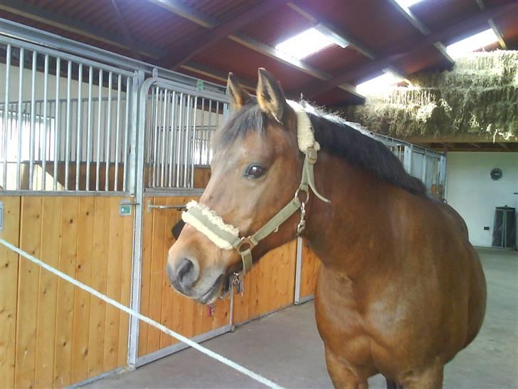 New Forest Brune (Pensioneret)  - 14. Smuk eller bare smuk? billede 14