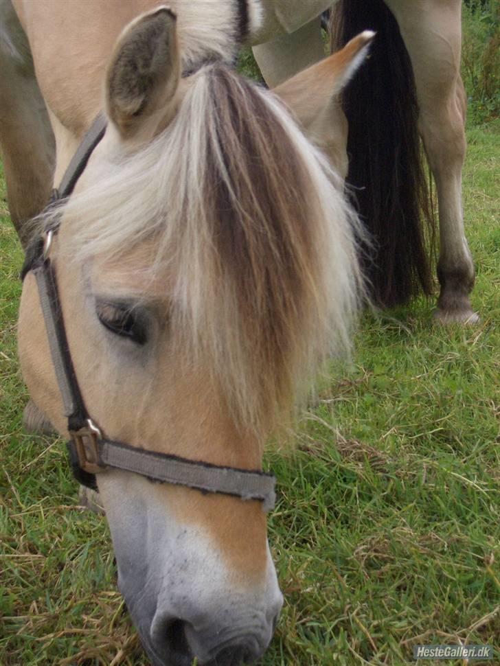 Fjordhest Leonardo  - Leonardo på sommergræs - sommer 07. billede 20