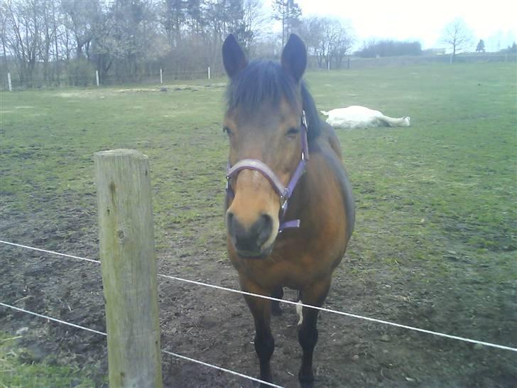 New Forest Brune (Pensioneret)  - 15. Hvor er hun da bare sød, hva??? billede 15