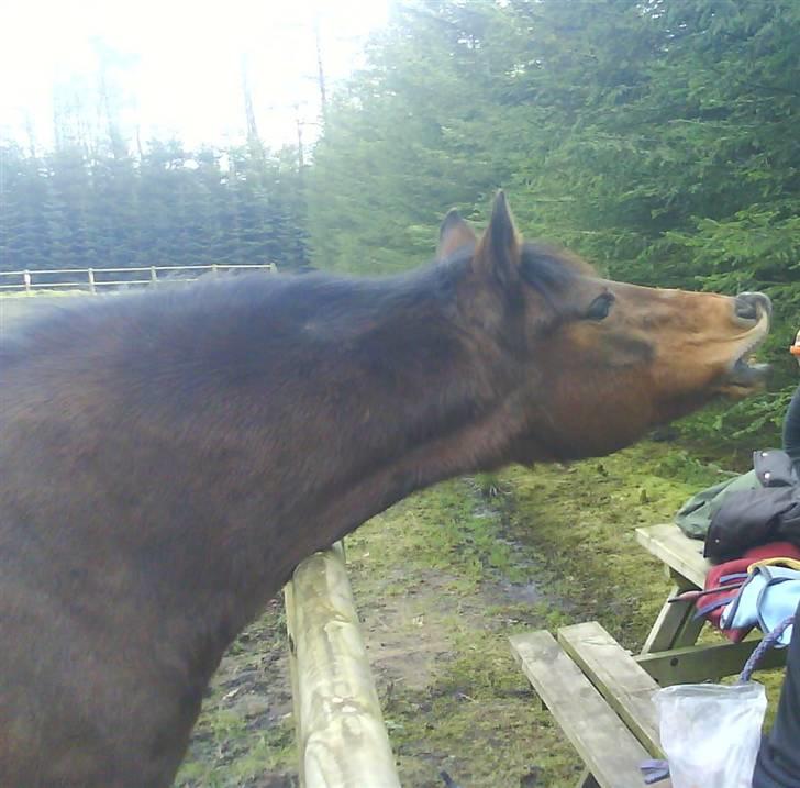 New Forest Brune (Pensioneret)  - 16. Bee´ om den gulerod!!  billede 16