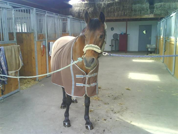 New Forest Brune (Pensioneret)  - 17. Fin ikk?? billede 17