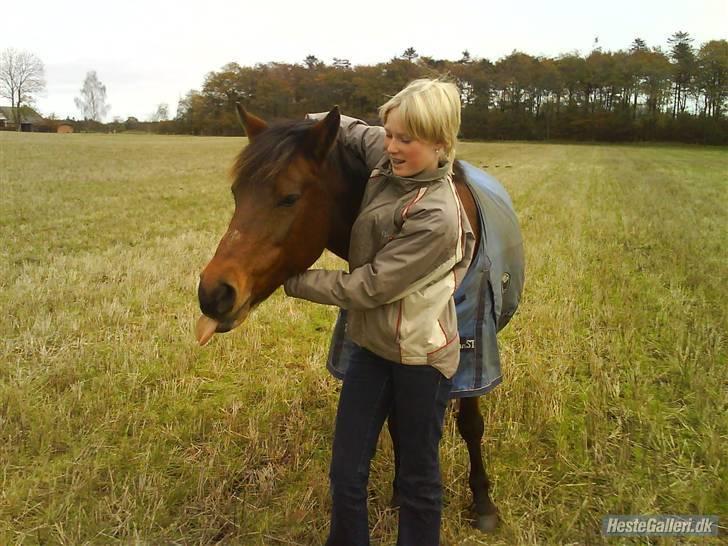 New Forest Brune (Pensioneret)  - 18.  Møggammelt, men what ever :D Jeg elsker den pony <3 billede 18