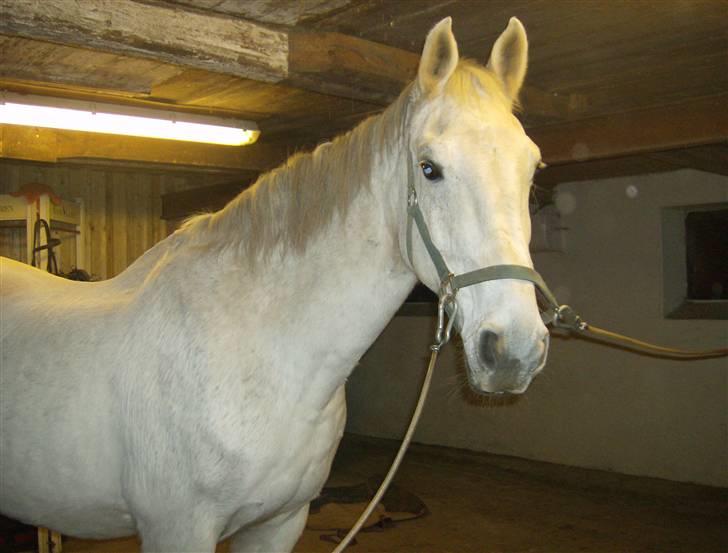 Anden særlig race Hudine #R.I.P# billede 3