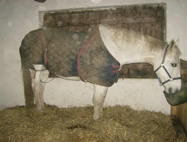 Anden særlig race Hudine #R.I.P# - Hugo med hans gamle dækken.. billede 4