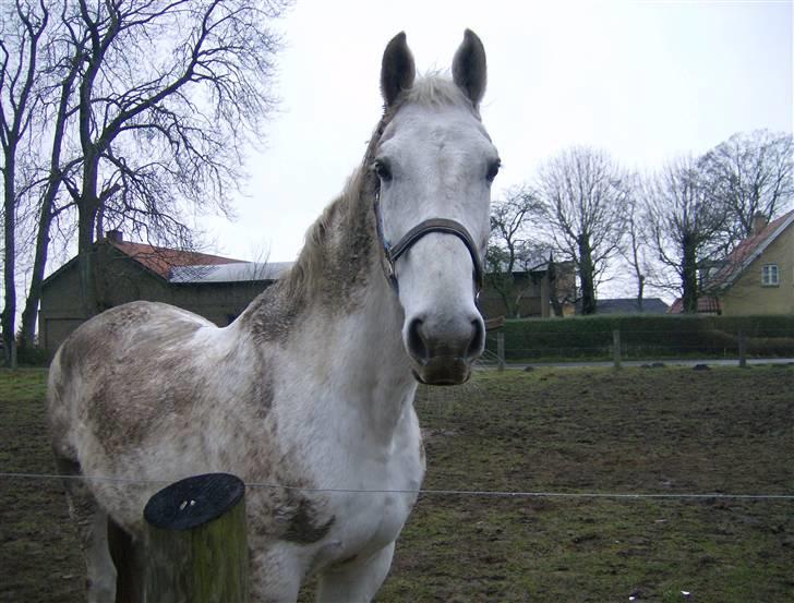 Anden særlig race Hudine #R.I.P# - "jamen mor....vi har sådan hygget os. Så beskidte er vi da ikke, er vi??" billede 5