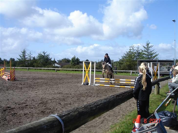 Fjordhest Miss Dixie - LC i Gedsted i 08 billede 11