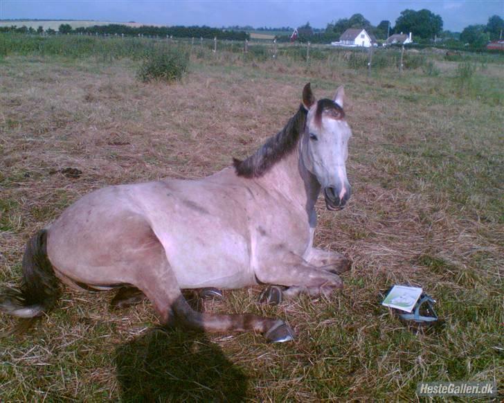 Anden særlig race Shadow R.I.P - Smukke Shadow på fold <´33 billede 3