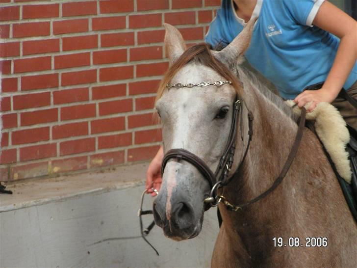 Anden særlig race Shadow R.I.P - Smukke hoved<3 billede 6