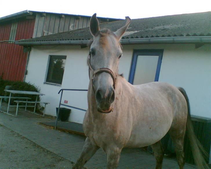 Anden særlig race Shadow R.I.P - Shadow<3 billede 7