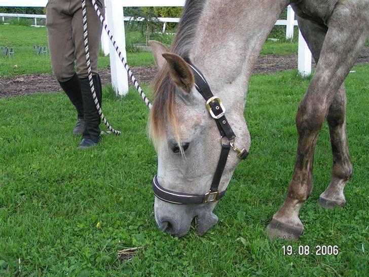 Anden særlig race Shadow R.I.P - Det smukkeste hoved<3<3 billede 8